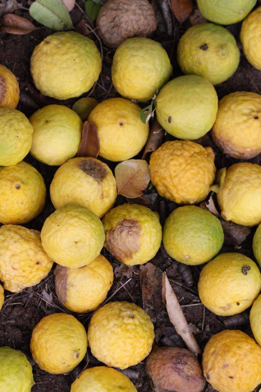              Fruit (Riverside, CA)       